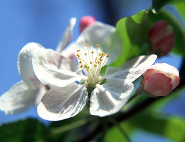 Spring Flourish Free Screensaver