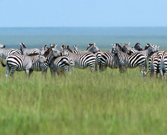 Zebras Free Screensaver