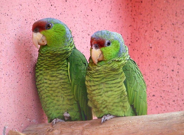 Parrots Free Screensaver