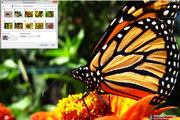 Monarch Butterfly Windows 7 Theme