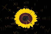 Sunflower Clock screensaver