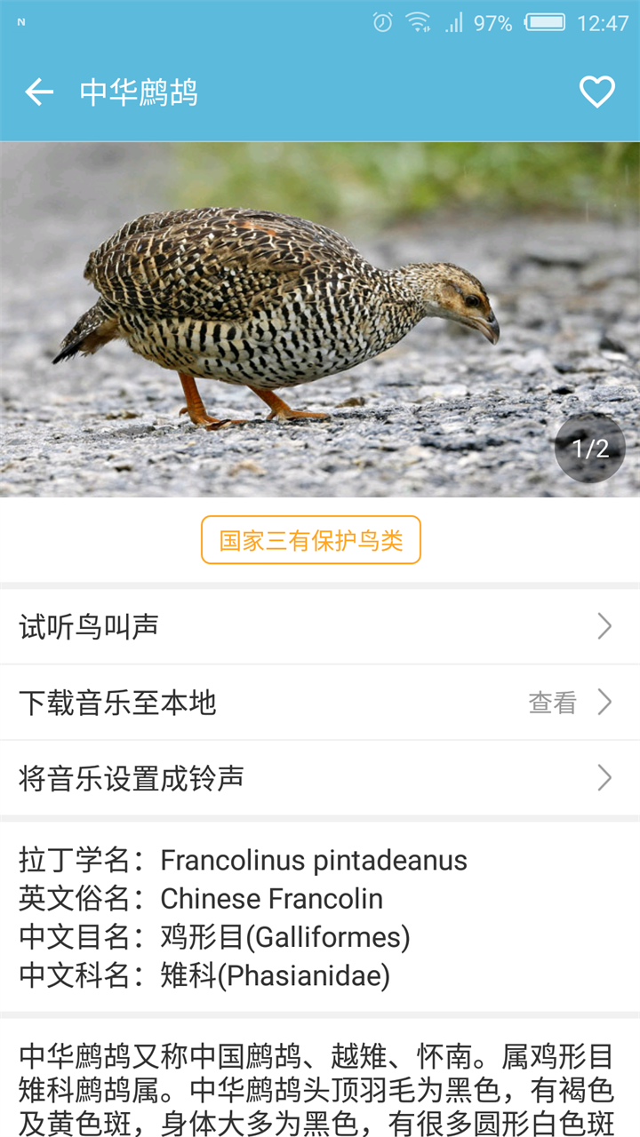 短信铃声下载鸟叫声