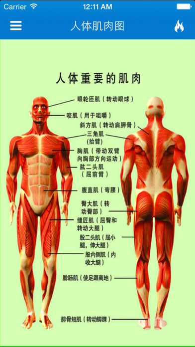 完美肌肉锻炼指南3D