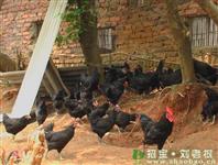 蛋鸡养殖与饲料生产技术合作协议范文