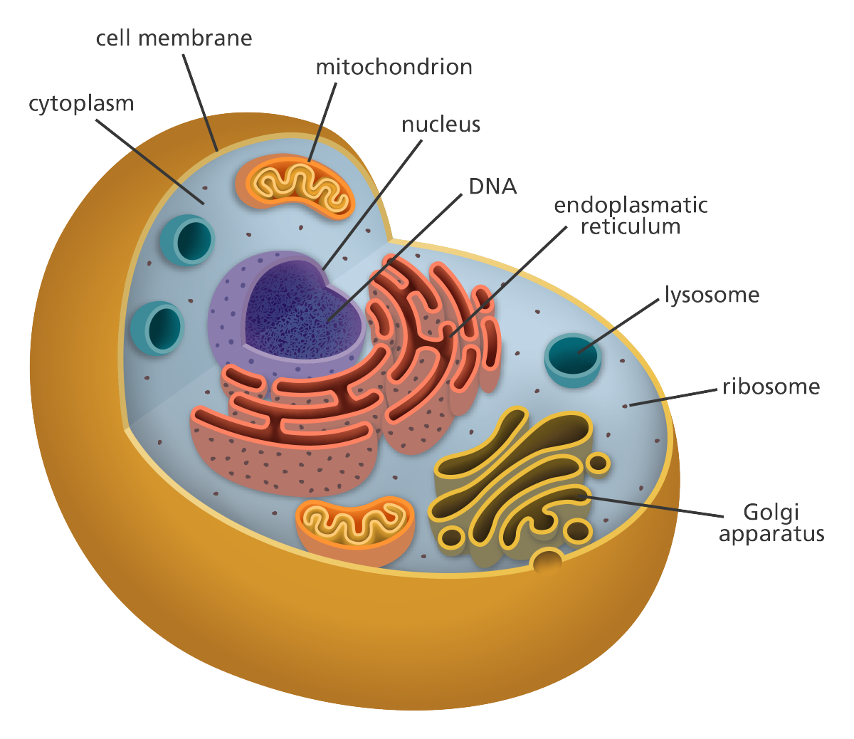 Cell