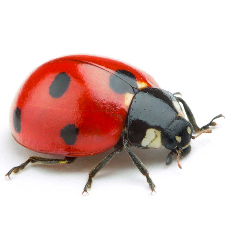 Coccinella