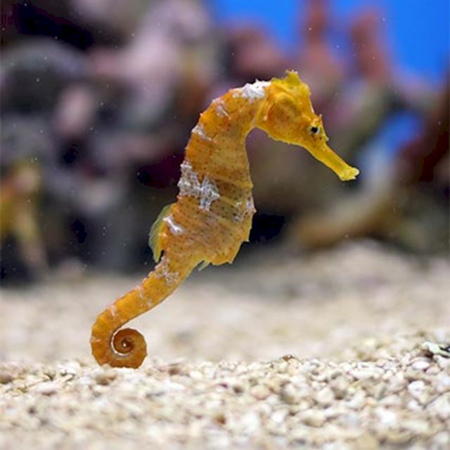 Seahorse