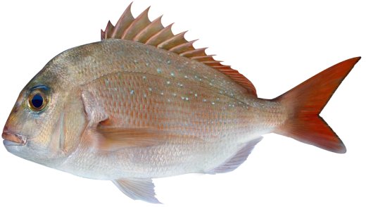 Snapper