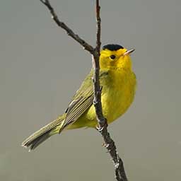 Warbler